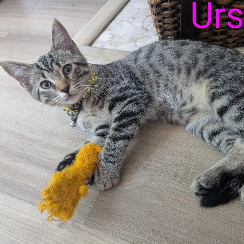 Ursula thumbnail 3