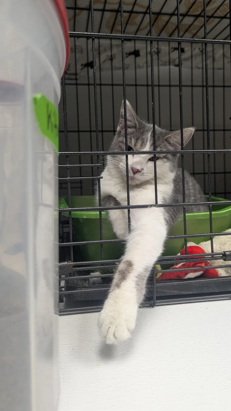 A baby small-sized female Gray & White Domestic Medium Hair cat named Poppy for adoption in Cape May, NJ