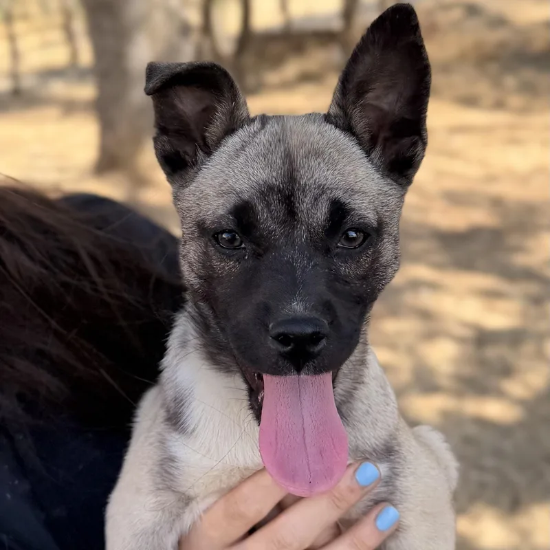 A baby small-sized female French Bulldog dog named Ms. Loveable Boots for adoption in Ridgefield, WA