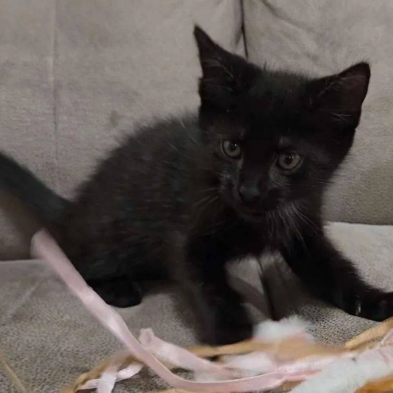 A baby small-sized male Black Domestic Short Hair cat named Mario for adoption in Harrisonburg, VA