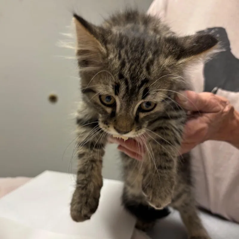 A baby small-sized male Brown / Chocolate Domestic Long Hair cat named Tartar Sauce for adoption in Taos, NM
