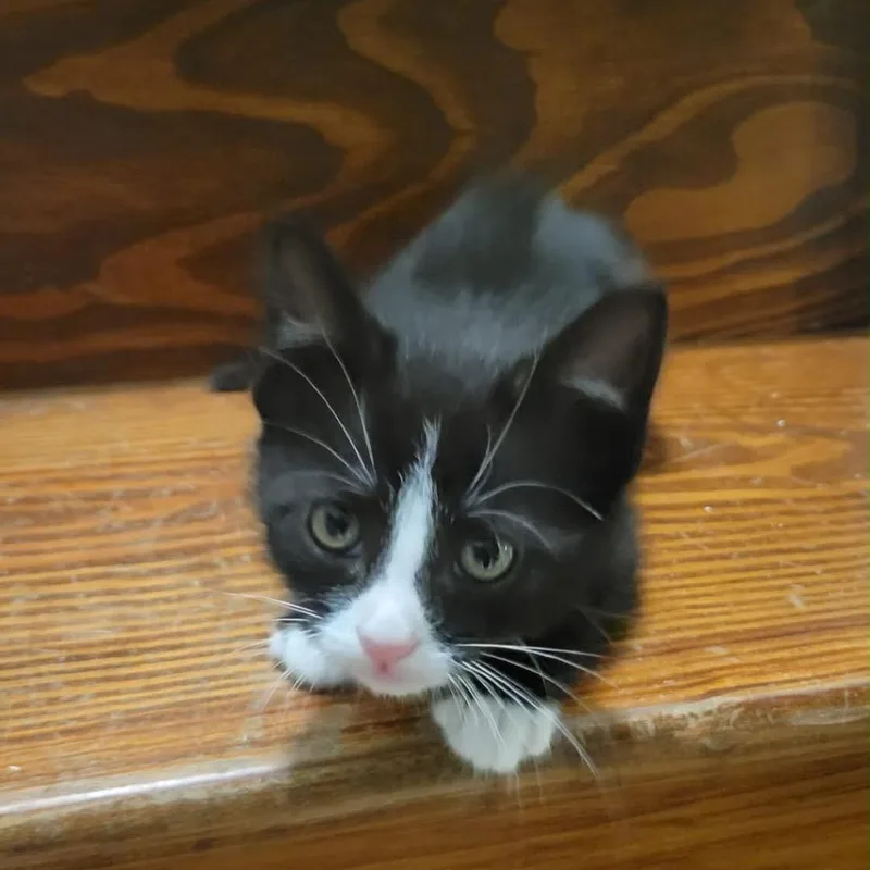 A young medium-sized male Black & White / Tuxedo Domestic Short Hair cat named Gomez for adoption in Clinton, IL