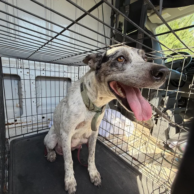 An adult medium-sized female White / Cream Australian Cattle Dog / Blue Heeler dog named Mrs. Potato Head for adoption in Edinburg, TX