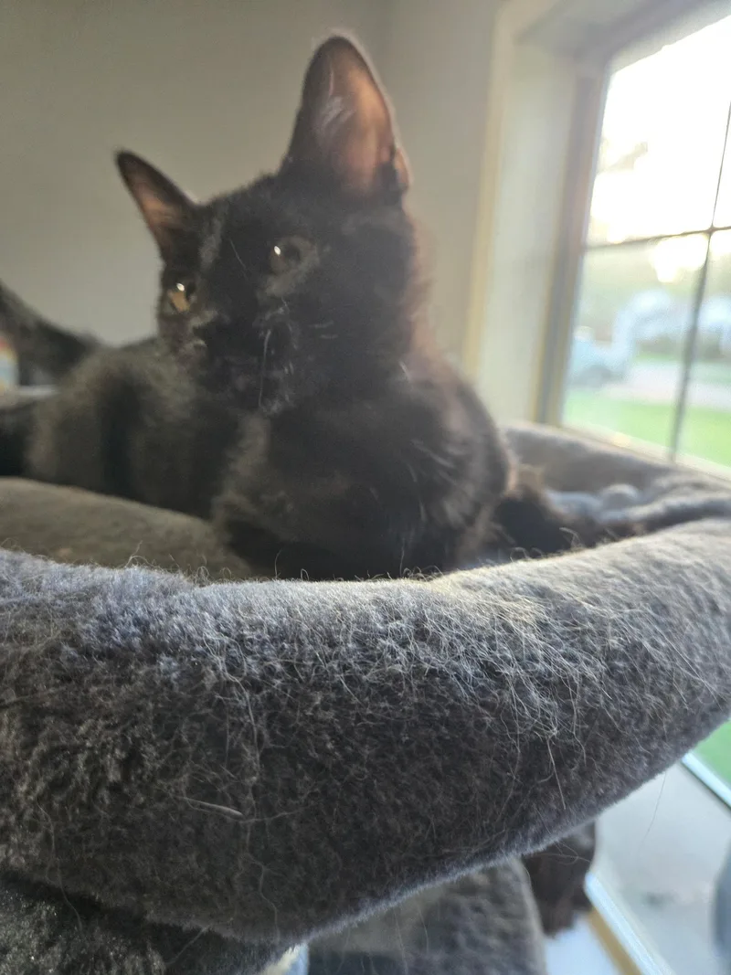 A baby medium-sized female Black Domestic Short Hair cat named Coraline for adoption in Tuttle, OK