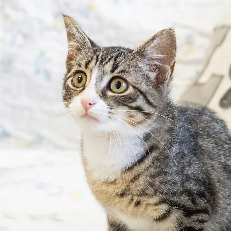 A baby small-sized male Gray / Blue / Silver Domestic Short Hair cat named Filbert for adoption in Cartersville, GA