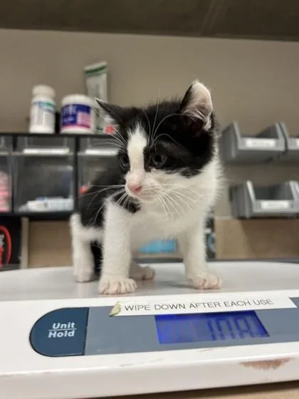 A baby small-sized female Domestic Short Hair cat named Primrose for adoption in Farmers Branch, TX