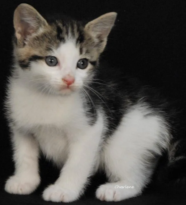A baby medium-sized female White Domestic Short Hair cat named Pharoah for adoption in Newland, NC