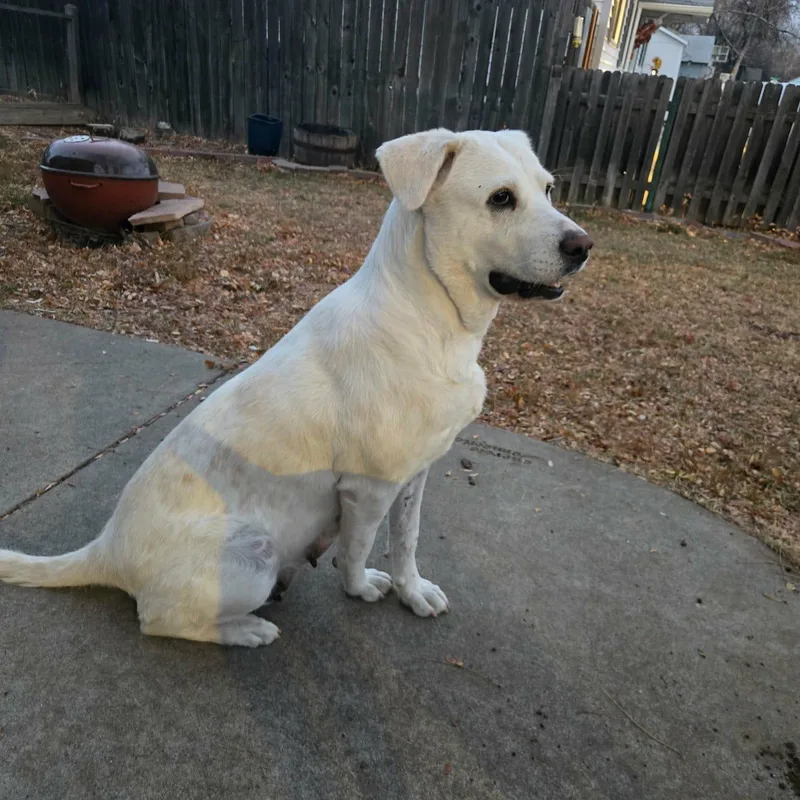 Snowberry thumbnail 5