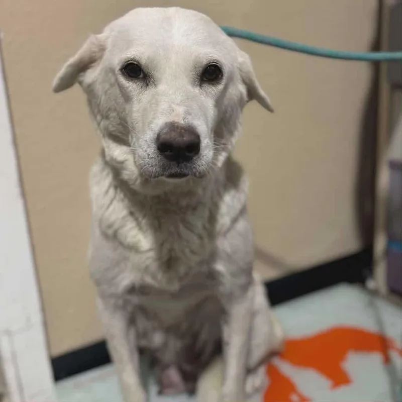 Snowberry thumbnail 6