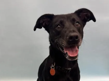 An adult large-sized female Labrador Retriever dog named May for adoption in Golden Valley, MN