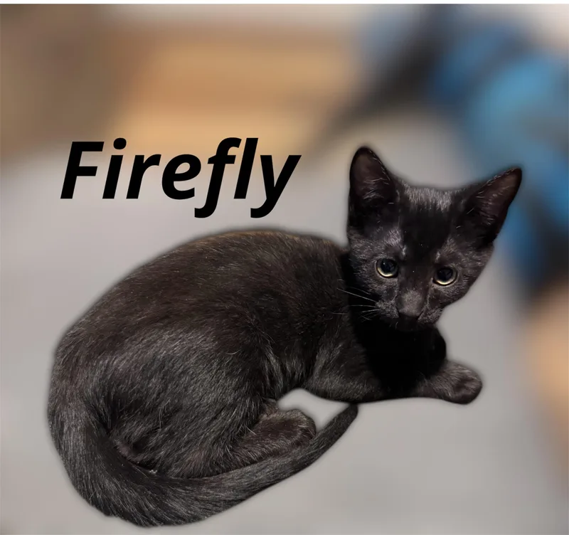 A baby small-sized female Black Domestic Short Hair cat named Firefly for adoption in Auburn, CA