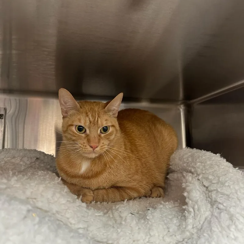 An adult large-sized male Orange / Red Domestic Short Hair cat named Simba for adoption in Santa Barbara, CA