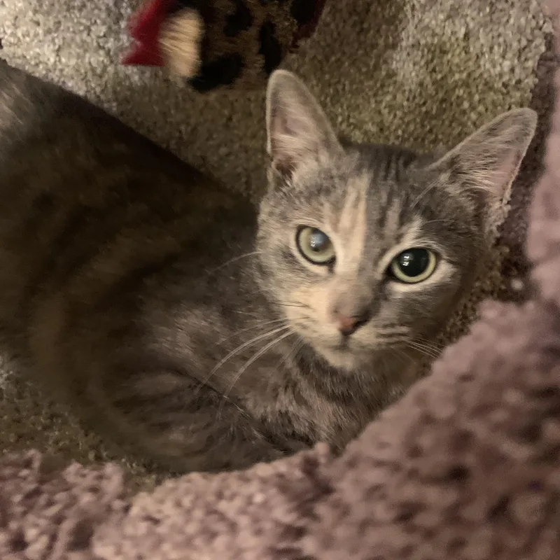 Bunny Baby thumbnail 3