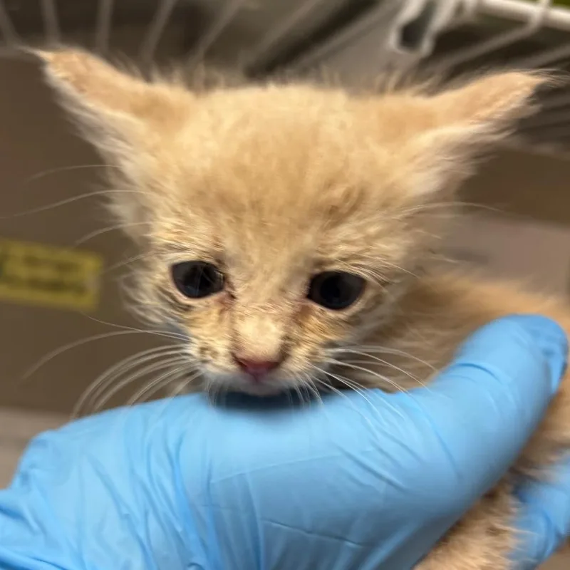 A baby small-sized female Orange / Red Domestic Short Hair cat named Aurora for adoption in Yuma, AZ