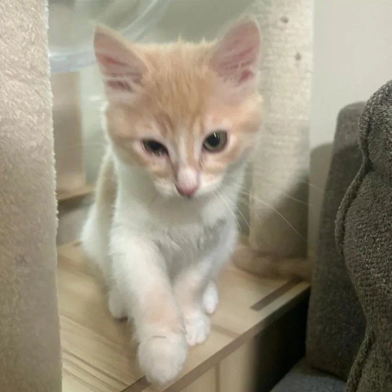 A baby small-sized female Buff / Tan / Fawn Domestic Short Hair cat named Cupcake for adoption in Layton, UT