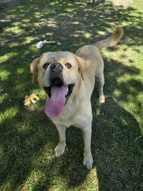 A young large-sized male Labrador Retriever dog named Hank for adoption in Riverside, CA