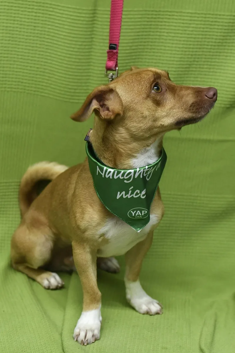 A young small-sized male Yellow / Tan / Blond / Fawn Dachshund dog named Odi for adoption in Los Angeles, CA