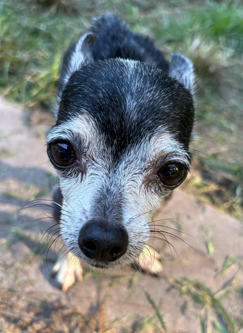 A senior small-sized female Chihuahua dog named Libby for adoption in Mount Pleasant, SC
