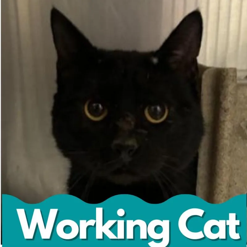 An adult large-sized male Black Domestic Short Hair cat named Sonic for adoption in Asheville, NC