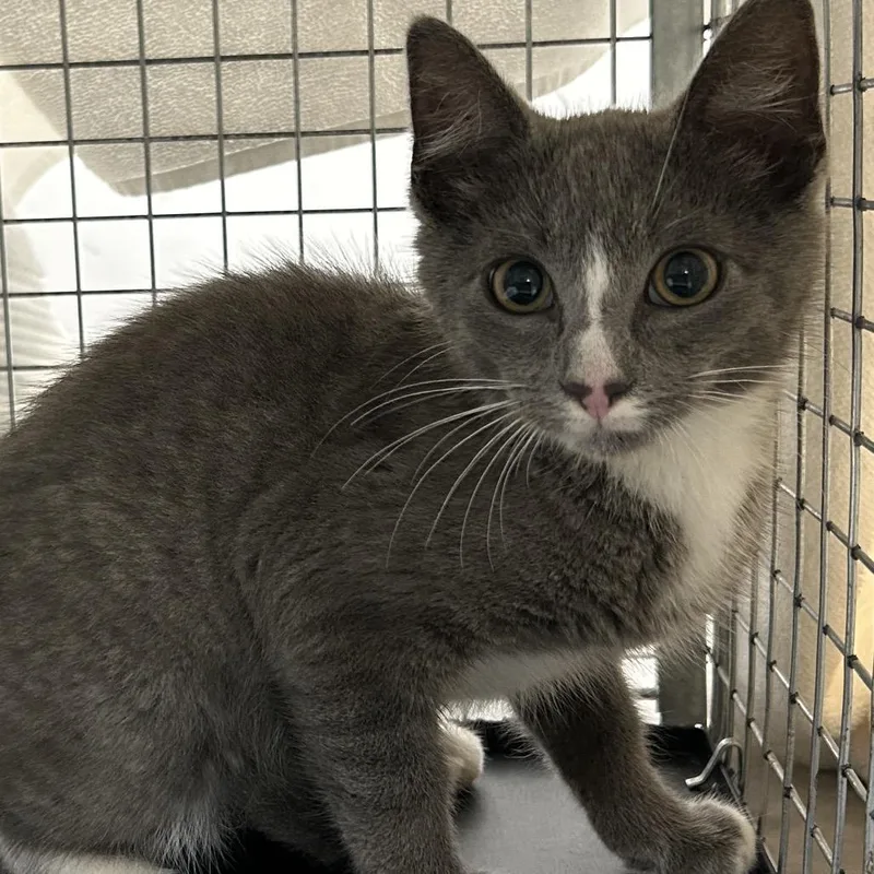 A baby small-sized male Gray / Blue / Silver Domestic Short Hair cat named Avo for adoption in Newark, NJ