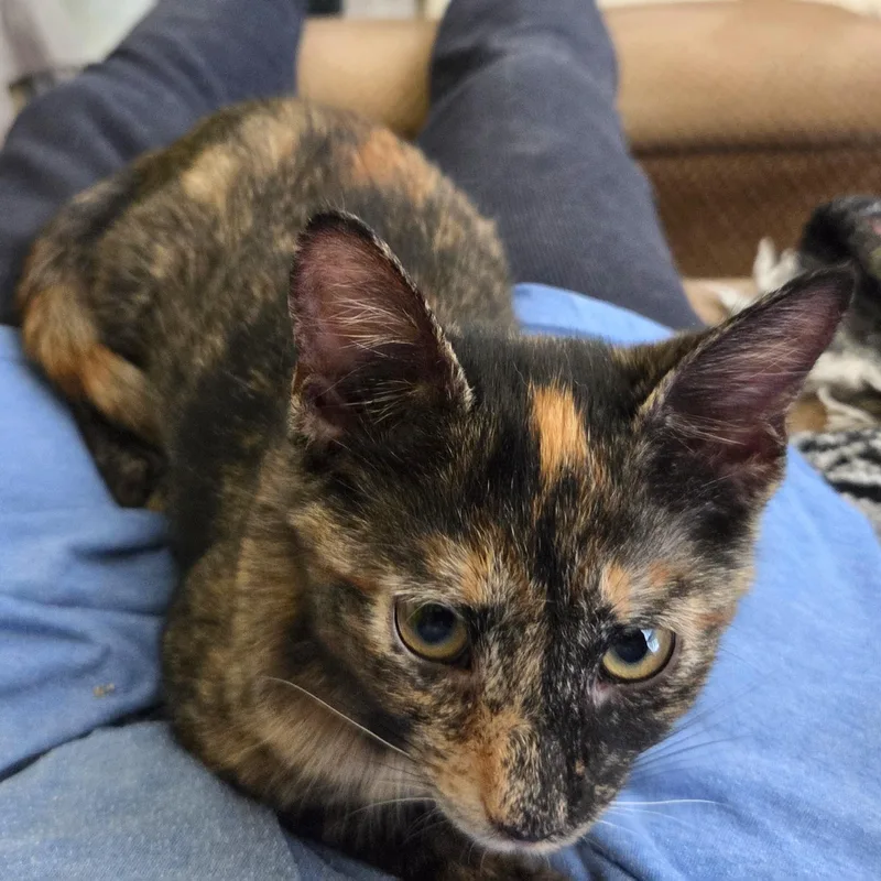 A baby medium-sized female Tortoiseshell Calico cat named Pixie for adoption in Smithfield, NC