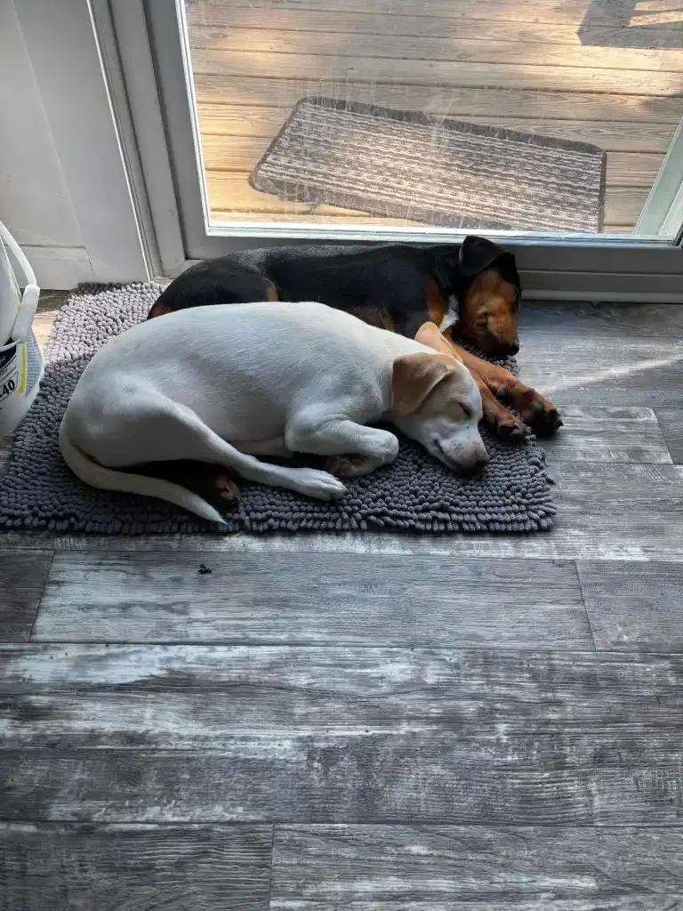 Coco And Yeller thumbnail 2