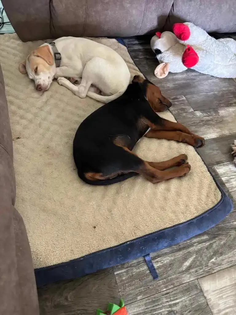 Coco And Yeller thumbnail 3