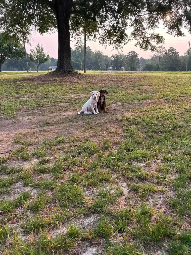 Coco And Yeller thumbnail 4