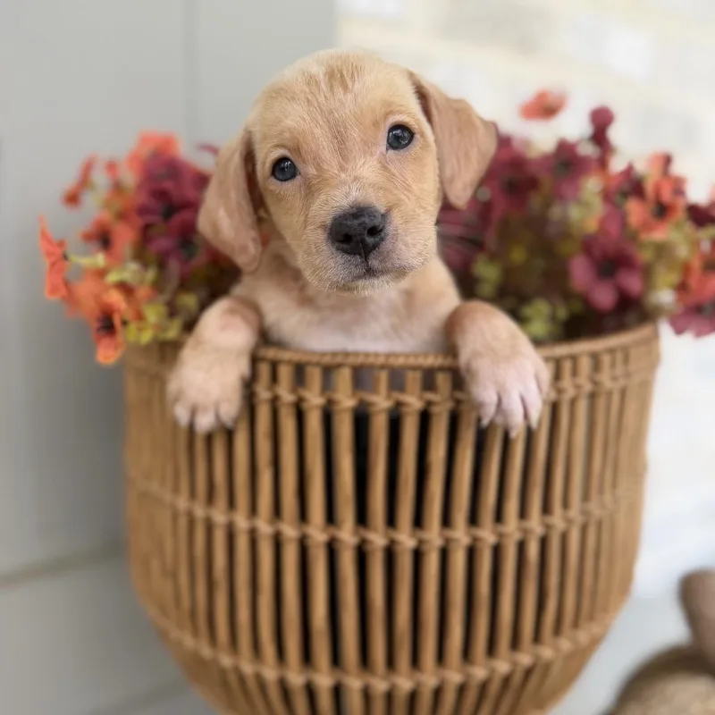 A baby medium-sized female Catahoula Leopard Dog dog named Rachel for adoption in Baton Rouge, LA