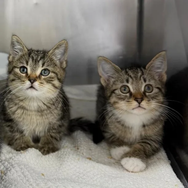 A young medium-sized male Tabby (Gray / Blue / Silver) Domestic Short Hair cat named Sioux for adoption in Mount Vernon, OH