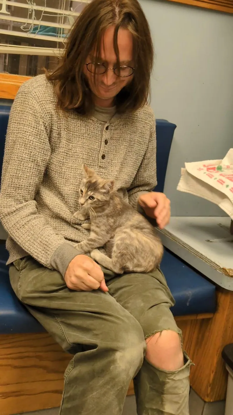 A baby medium-sized female Tabby (Buff / Tan / Fawn) Domestic Short Hair cat named Liz for adoption in Buffalo, NY