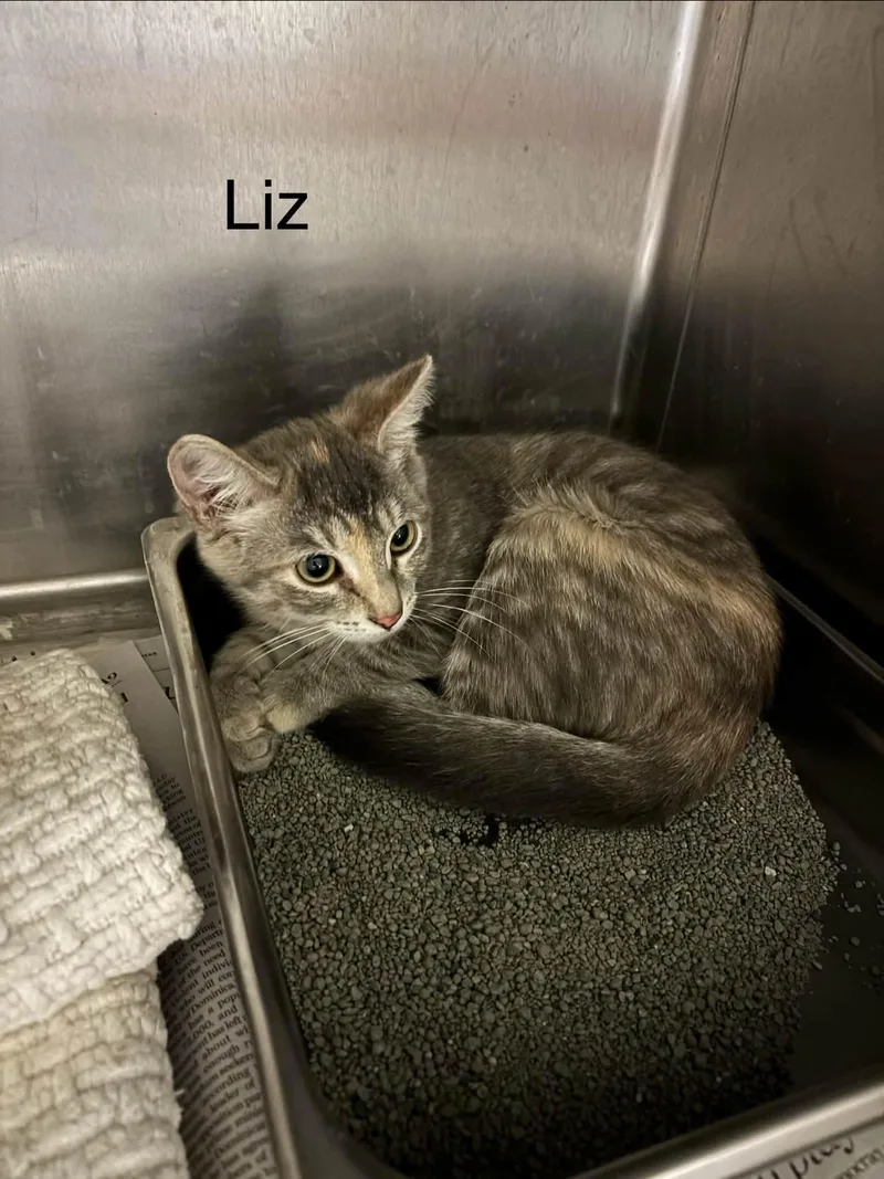 Liz thumbnail 2