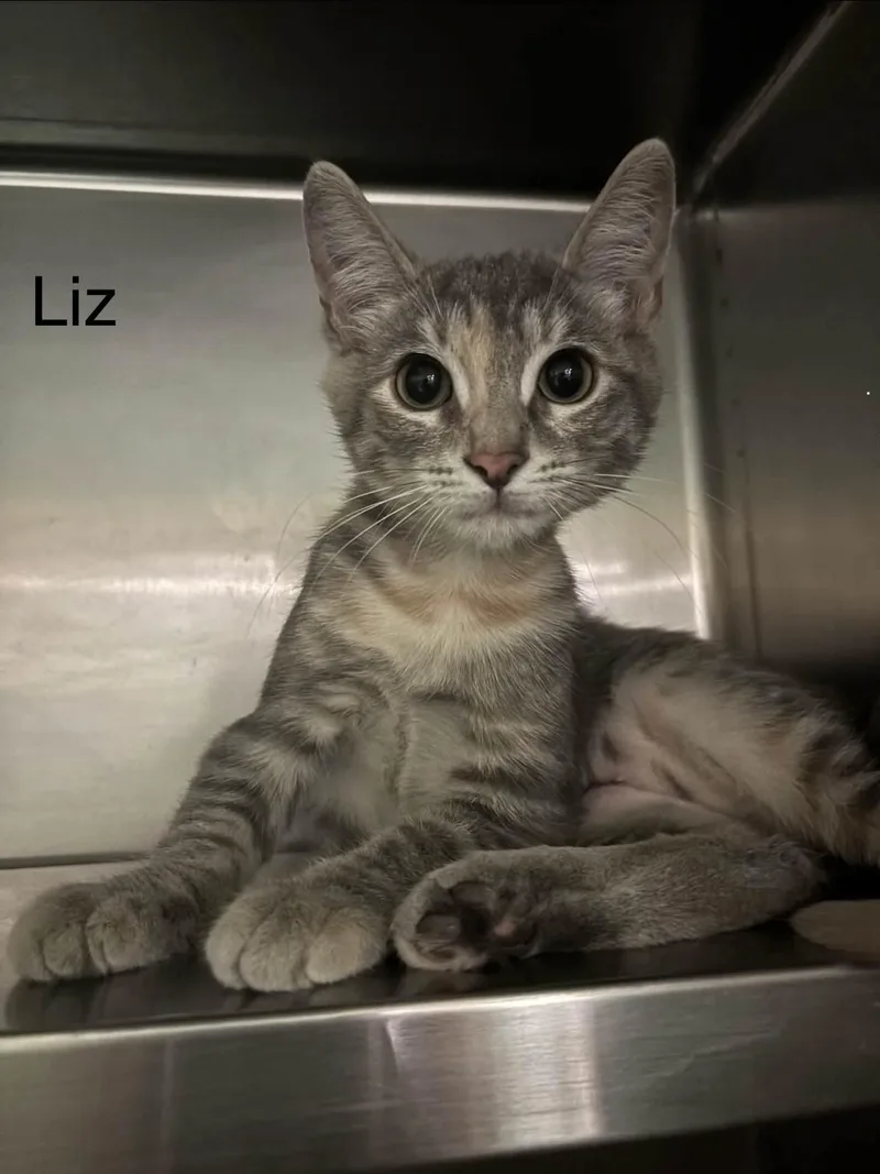 Liz thumbnail 3