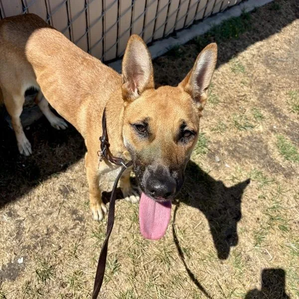 A young medium-sized female Shepherd dog named Izzy for adoption in Oceanside, CA