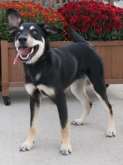 An adult small-sized male Black Shepherd dog named Jaxon for adoption in Rapid City, SD