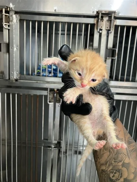 A baby small-sized female Domestic Short Hair cat named Jayden for adoption in Dallas, TX