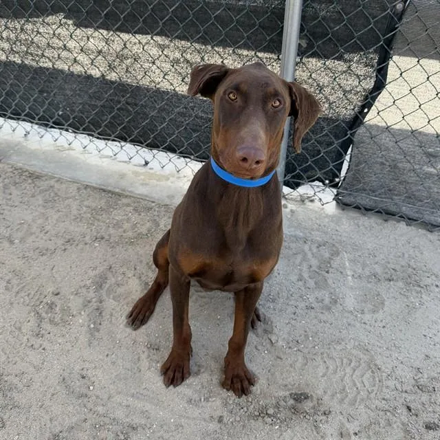 A young medium-sized male Doberman Pinscher dog named Trunks for adoption in Thousand Palms, CA