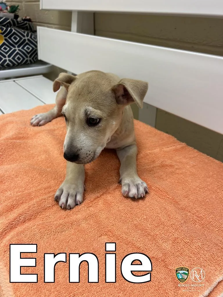 A baby small-sized male Pit Bull Terrier dog named Ernie for adoption in Rocky Mount, NC