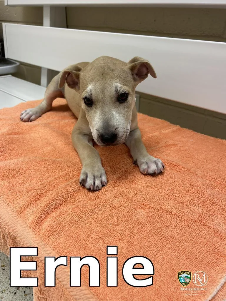 Ernie thumbnail 2