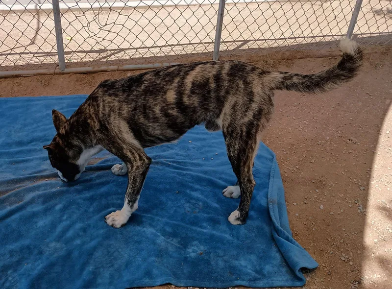 A young medium-sized male Cattle Dog dog named Ferb for adoption in Apple Valley, CA