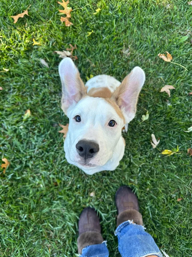 A baby medium-sized male Pit Bull Terrier dog named Sexy Dexy for adoption in Germantown, OH