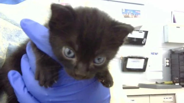 A baby medium-sized female Domestic Medium Hair cat named Robin for adoption in Dallas, TX