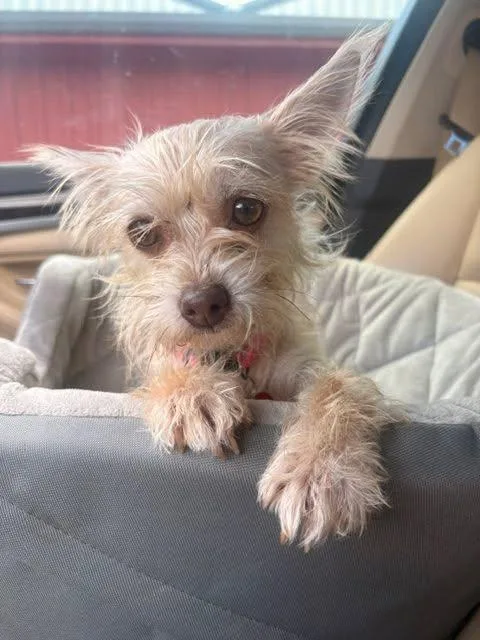 An adult small-sized female Terrier dog named Pinky for adoption in Fort Collins, CO