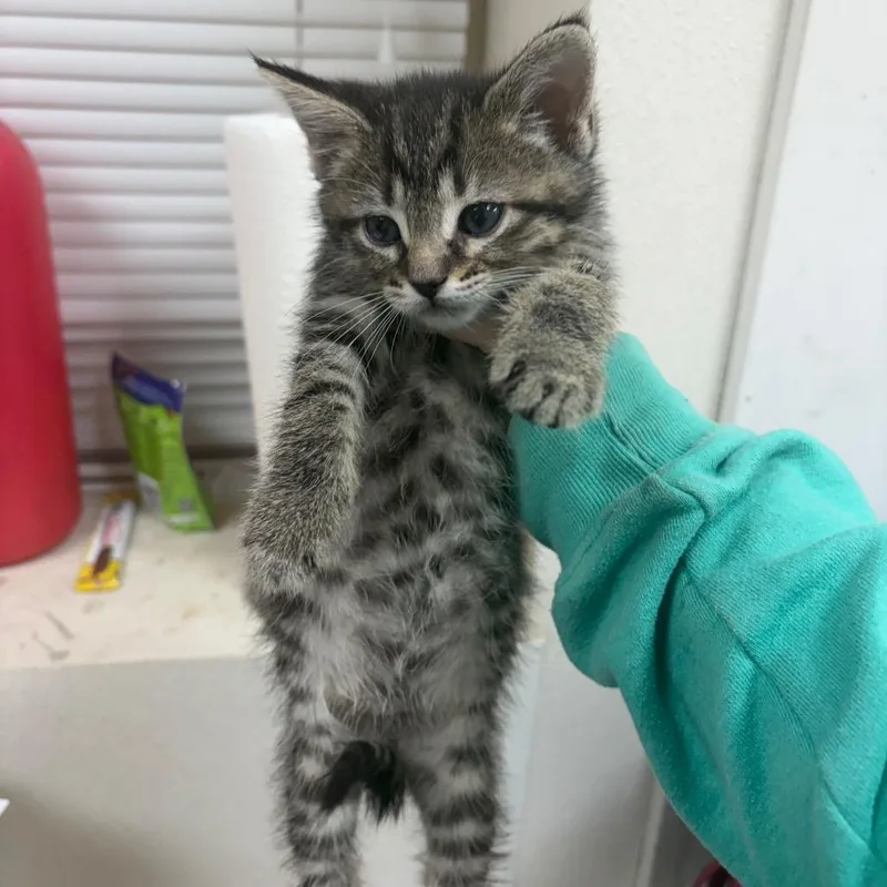 A baby small-sized female Brown / Chocolate Domestic Short Hair cat named Alexandra for adoption in Pekin, IL