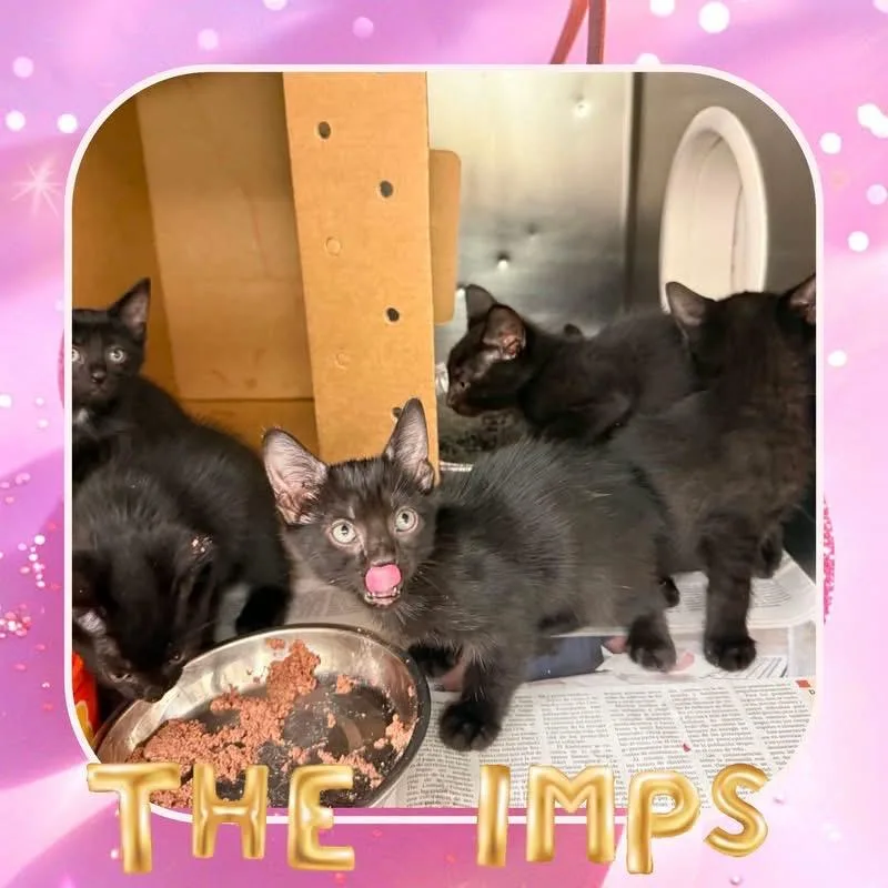 A baby small-sized female Black Domestic Short Hair cat named Bebe for adoption in Wheeling, IL