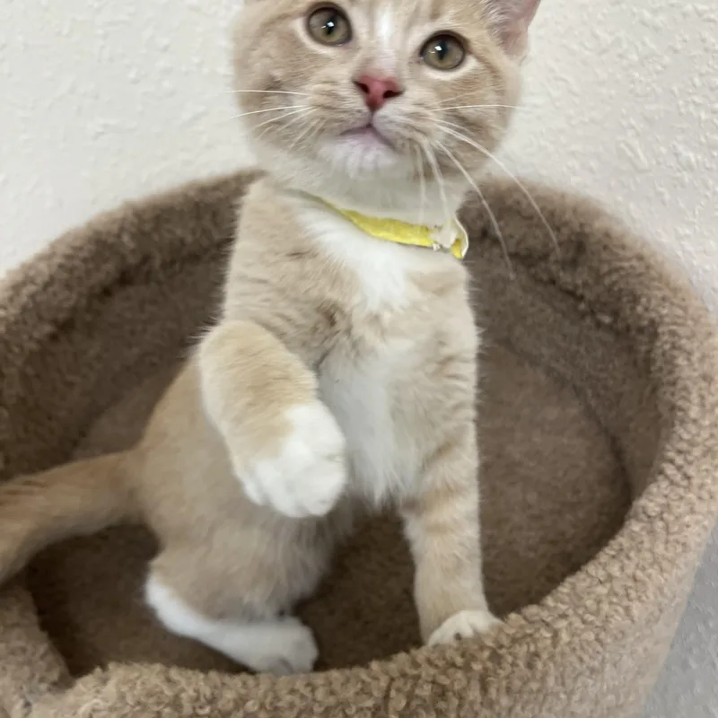 A baby medium-sized male Buff & White Domestic Short Hair cat named Ritz for adoption in Red Wing, MN