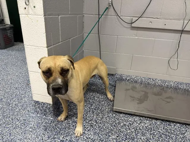 An adult medium-sized female Pit Bull Terrier dog named Athena for adoption in Thousand Palms, CA
