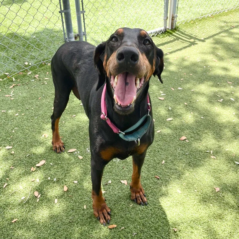 A young medium-sized female Doberman Pinscher dog named Cleo for adoption in Oakland Park, FL