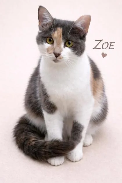 A baby medium-sized female Domestic Short Hair cat named Zoe for adoption in Pompano Beach, FL