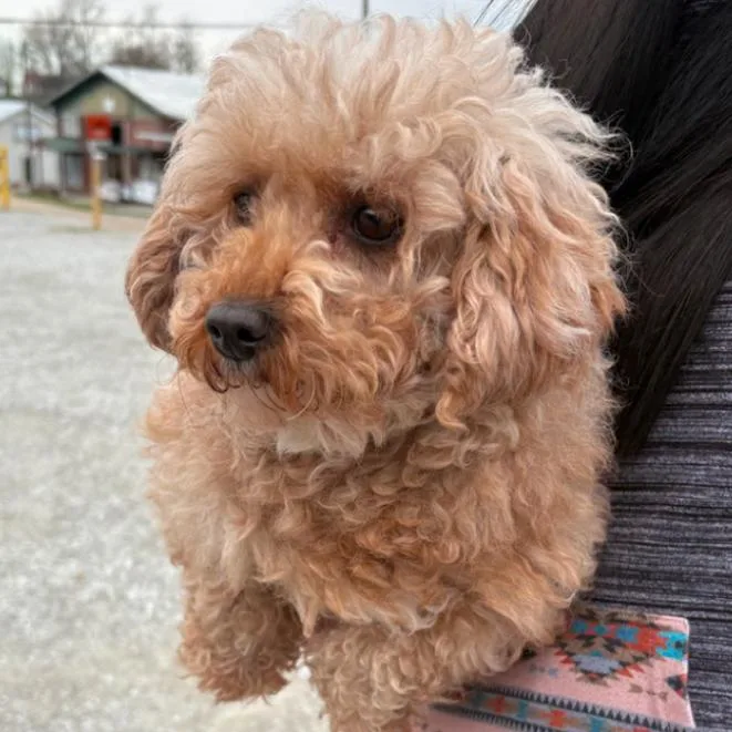 An adult small-sized female Apricot / Beige Poodle dog named Rose for adoption in Normal, IL